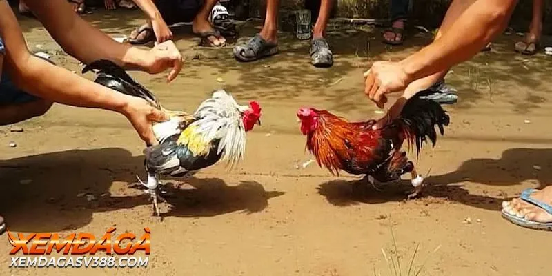Luật Đá Gà Cựa Sắt Chuẩn Nhất Dành Cho Anh Em Sư Kê